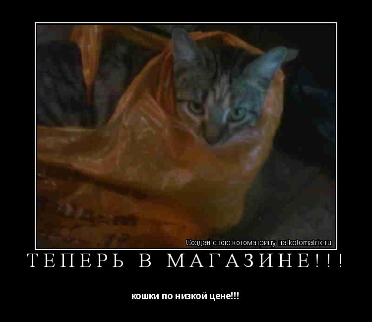 Котоматрица: теперь в магазине!!! кошки по низкой цене!!!