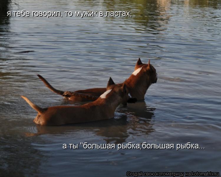 Котоматрица: я тебе говорил, то мужик в ластах,  а ты "большая рыбка,большая рыбка...