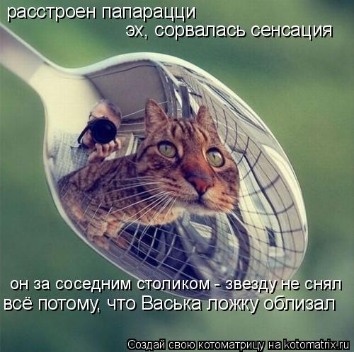 Котоматрица: расстроен папарацци эх, сорвалась сенсация он за соседним столиком - звезду не снял всё потому, что Васька ложку облизал