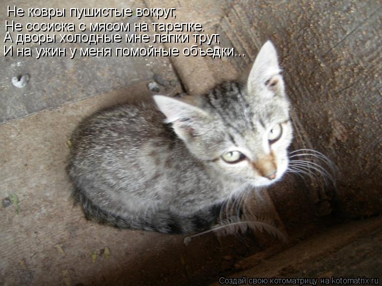 Котоматрица: Не ковры пушистые вокруг, Не сосиска с мясом на тарелке. А дворы холодные мне лапки трут, И на ужин у меня помойные объедки...