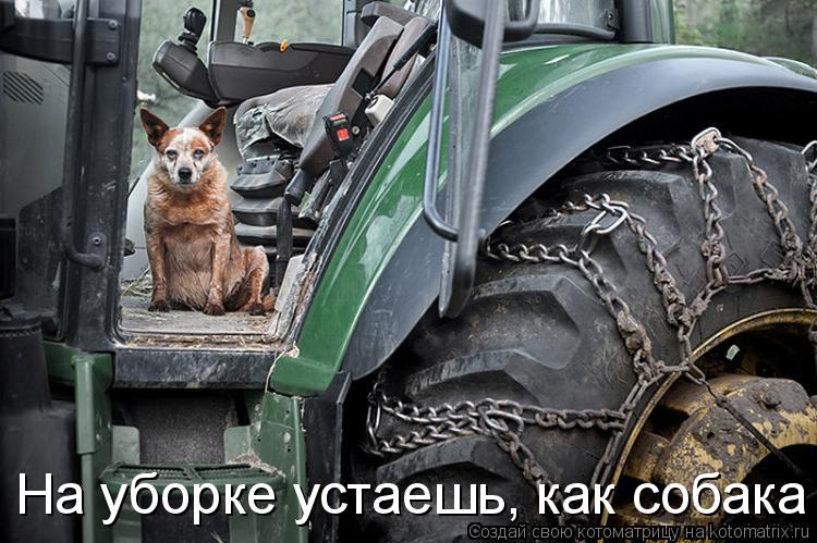 Котоматрица: На уборке устаешь, как собака
