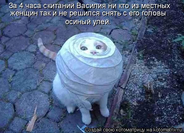 Котоматрица: За 4 часа скитаний Василия ни кто из местных  женщин так и не решился снять с его головы  осиный улей.