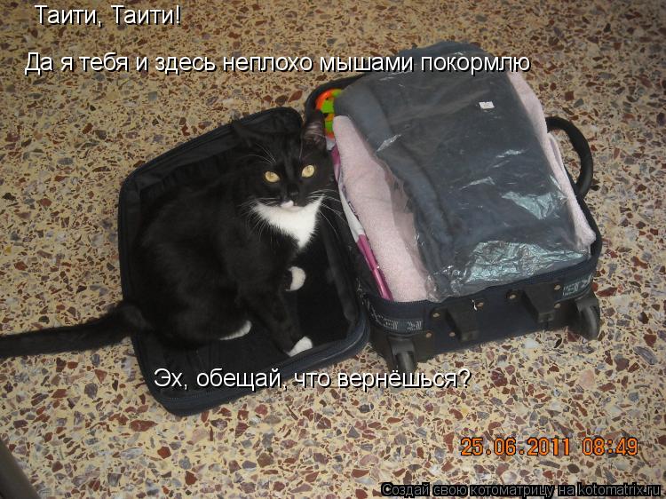 Котоматрица: Таити, Таити!  Да я тебя и здесь неплохо мышами покормлю Эх, обещай, что вернёшься?