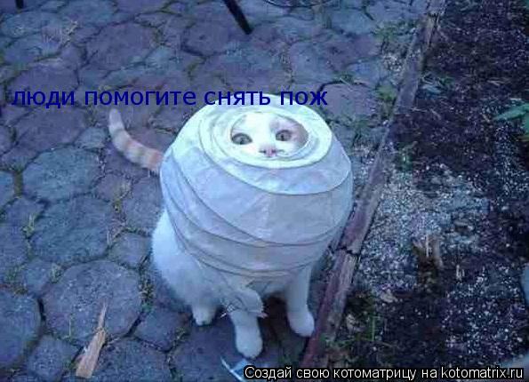 Котоматрица: люди помогите снять пож
