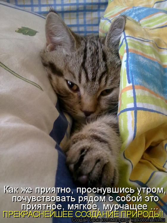 Котоматрица: Как же приятно, проснувшись утром,  почувствовать рядом с собой это  приятное, мягкое, мурчащее ... ПРЕКРАСНЕЙШЕЕ СОЗДАНИЕ ПРИРОДЫ!