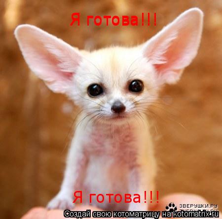 Котоматрица: Я готова!!! Я готова!!! Я готова!!!