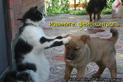 Котоматрица: Извините, фейс-контроль