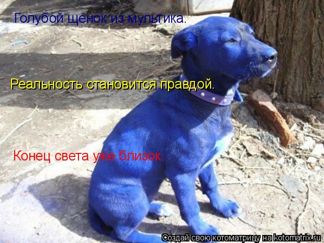 Котоматрица: Голубой щенок из мультика. Реальность становится правдой. Конец света уже близок.