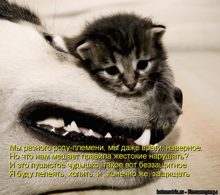 Котоматрица: Мы разного роду-племени, мы даже враги, наверное. Но что нам мешает правила жестокие нарушать? И это пушистое чудышко, такое вот беззащитное 