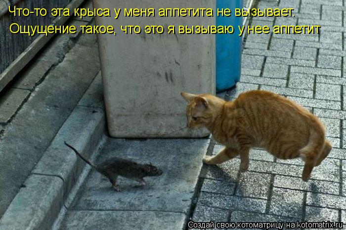 Что-то эта крыса у меня аппетита не вызывает. Ощущение такое, что это я вызываю у нее аппетит... Котоматрица: Что-то эта крыса у меня аппетита не вызывает. Ощущение такое, что это я вызываю у нее аппетит