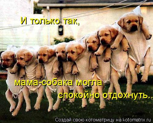 Котоматрица: И только так, мама-собака могла спокойно отдохнуть...