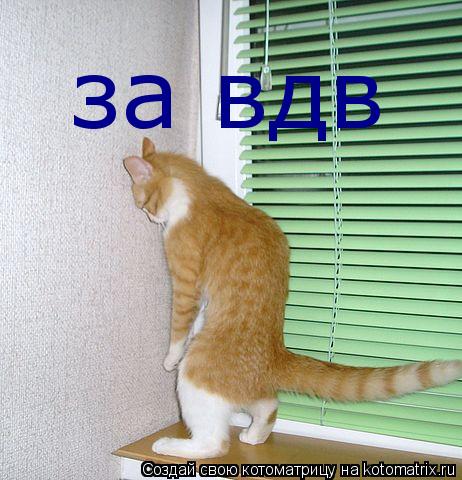 Котоматрица: за вдв