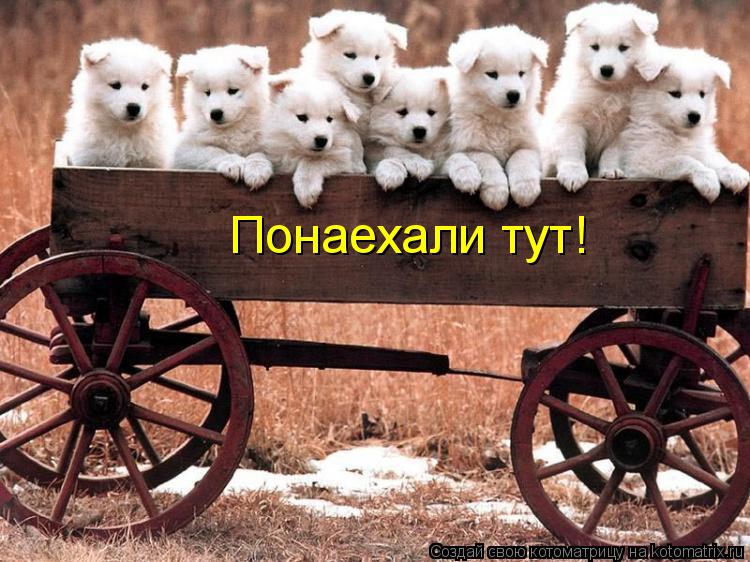 Котоматрица: Понаехали тут!
