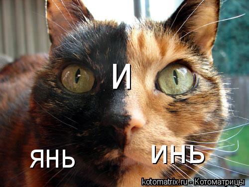 Котоматрица: инь и янь