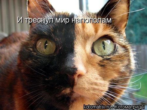 Котоматрица: И треснул мир напополам