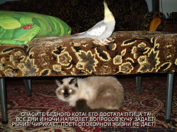Котоматрица: СПАСИТЕ БЕДНОГО КОТА! ЕГО ДОСТАЛА ПТИЦА ТА! ВСЕ ДНИ И НОЧИ НАПРОЛЕТ ВОПРОСОВ КУЧУ ЗАДАЕТ! РЫЧИТ, ЧИРИКАЕТ, ПОЕТ! СПОКОЙНОЙ ЖИЗНИ НЕ ДАЕТ!