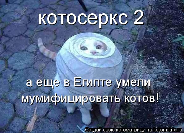 Котоматрица: а еще в Египте умели мумифицировать котов! котосеркс 2