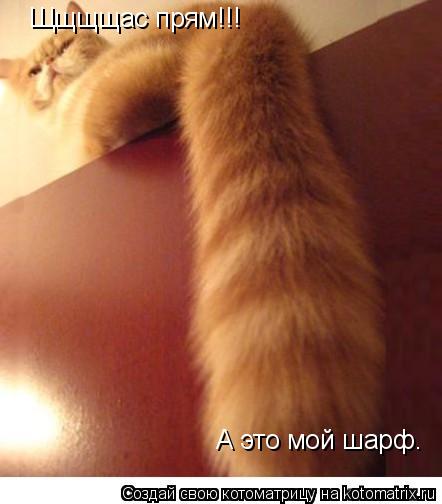 Котоматрица: А это мой шарф. Щщщщас прям!!!