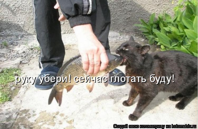 Котоматрица: руку убери! сейчас глотать буду!