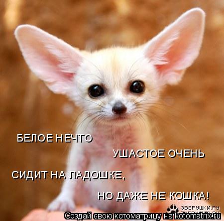 Котоматрица: БЕЛОЕ НЕЧТО УШАСТОЕ ОЧЕНЬ СИДИТ НА ЛАДОШКЕ, НО ДАЖЕ НЕ КОШКА!