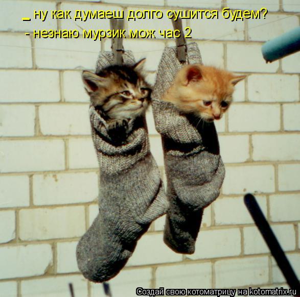 Котоматрица: ну как думаеш долго сушится будем? - - незнаю мурзик мож час 2