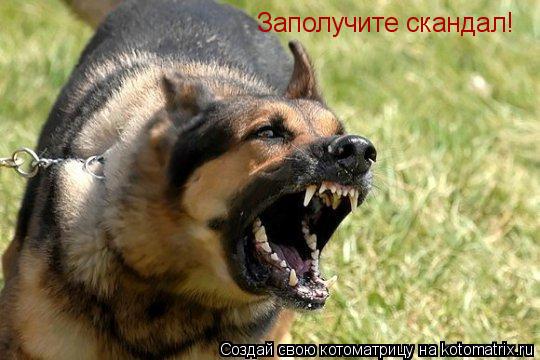 Котоматрица: Заполучите скандал!