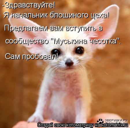Котоматрица: -Здравствуйте! Я начальник блошиного цеха! Предлагаем вам вступить в сообщество "Муськина чесотка".  Сам пробовал!