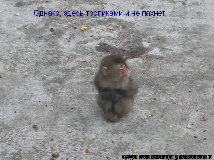 Котоматрица: Однако, здесь тропиками и не пахнет