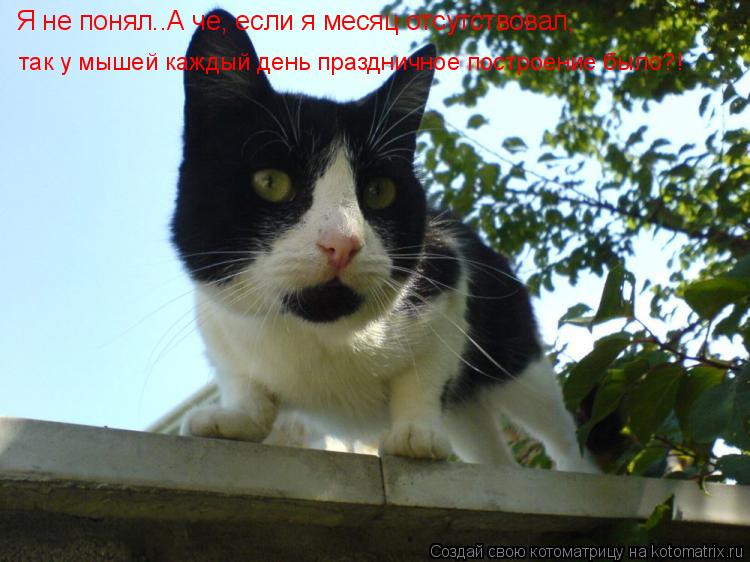 Котоматрица: Я не понял..А че, если я месяц отсутствовал, так у мышей каждый день праздничное построение было?!