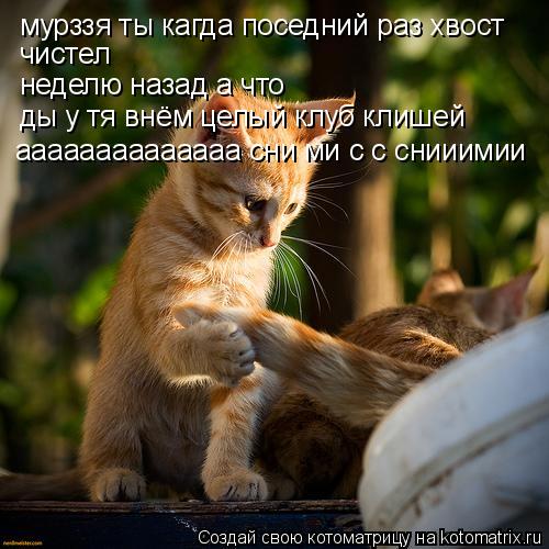Котоматрица: мурззя ты кагда поседний раз хвост  чистел неделю назад а что ды у тя внём целый клуб клишей аааааааааааааа сни ми с с снииимии