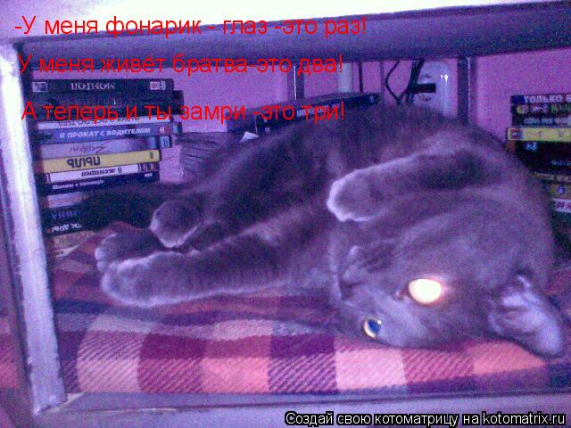 Котоматрица: -У меня фонарик - глаз -это раз! У меня живёт братва-это два! А теперь и ты замри -это три!