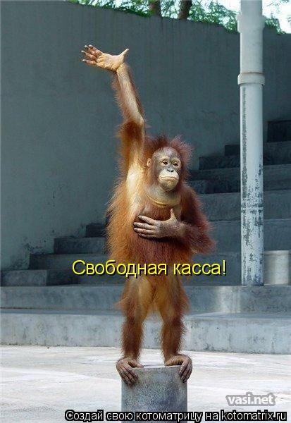 Котоматрица: Свободная касса!