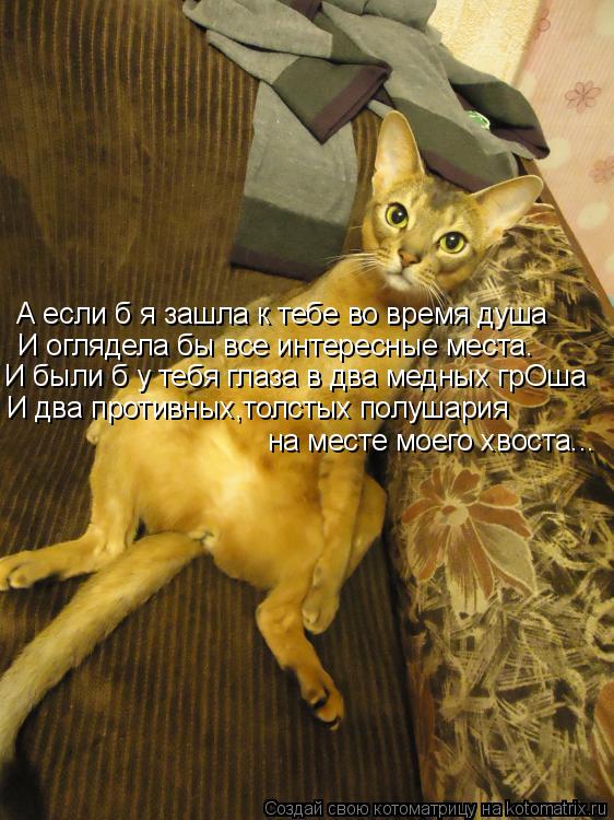 Котоматрица: А если б я зашла к тебе во время душа И оглядела бы все интересные места. И были б у тебя глаза в два медных грОша И два противных,толстых полу