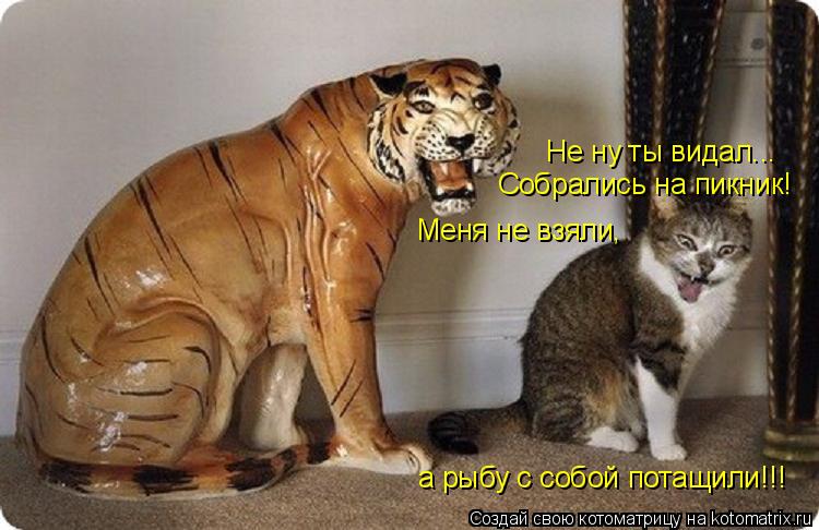 Котоматрица: Не ну ты видал... Собрались на пикник! Меня не взяли,  а рыбу с собой потащили!!!