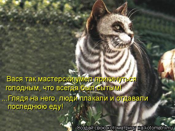 Котоматрица: ...Глядя на него, люди плакали и отдавали  последнюю еду!  Вася так мастерски умел прикинуться  голодным, что всегда был сытым!