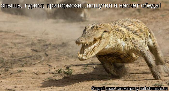 Котоматрица: слышь, турист, притормози...пошутил я насчёт обеда!