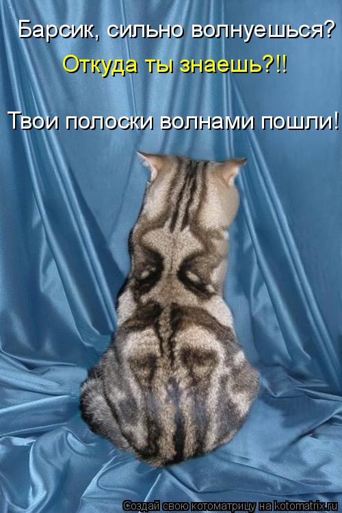 Котоматрица: Барсик, сильно волнуешься? Откуда ты знаешь?!! Твои полоски волнами пошли!