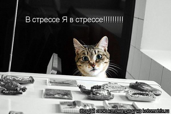 Котоматрица: В стрессе Я в стрессе!!!!!!!!!