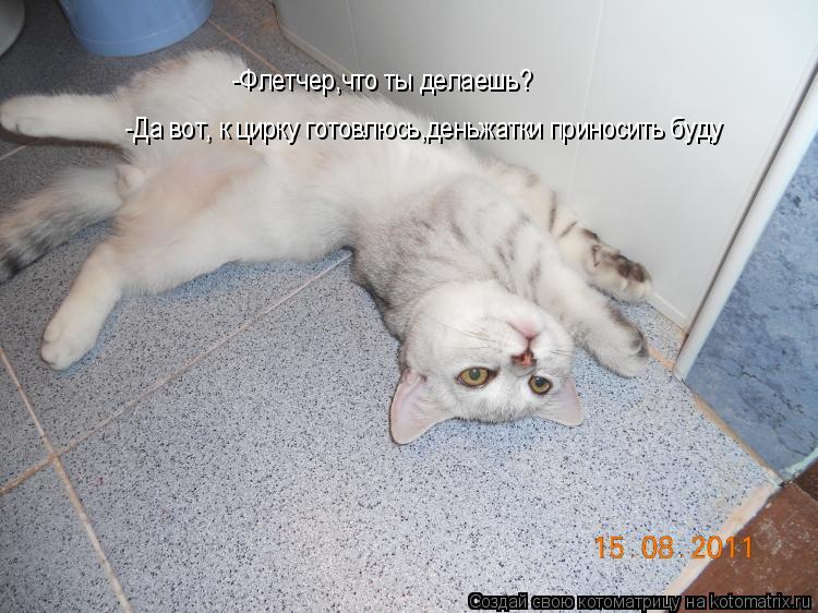 Котоматрица: -Флетчер,что ты делаешь? -Флетчер,что ты делаешь? -Да вот, к цирку готовлюсь,деньжатки приносить буду