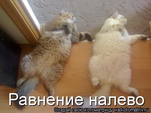 Котоматрица: Равнение налево