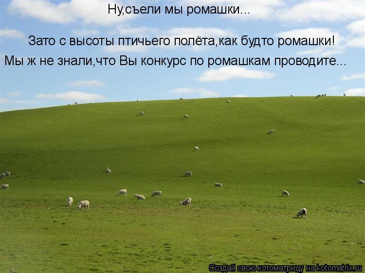 Котоматрица: Ну,съели мы ромашки... Зато с высоты птичьего полёта,как будто ромашки! Мы ж не знали,что Вы конкурс по ромашкам проводите...