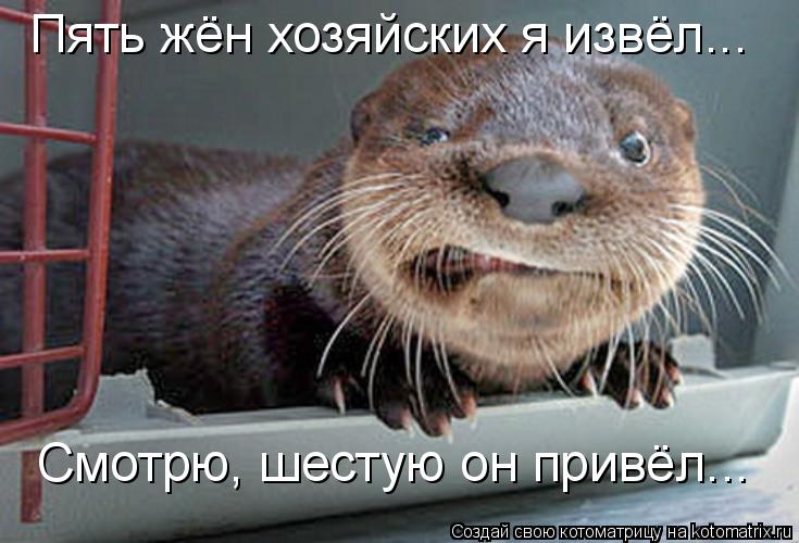 Пять жён хозяйских я извёл... Смотрю, шестую он привёл...... Котоматрица: Пять жён хозяйских я извёл... Смотрю, шестую он привёл...