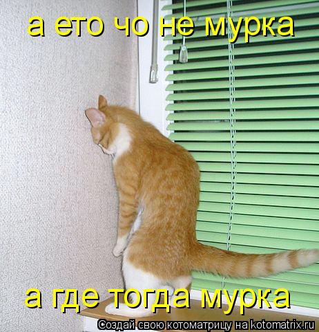 Котоматрица: а ето чо не самка а ето чо не мурка а где тогда мурка