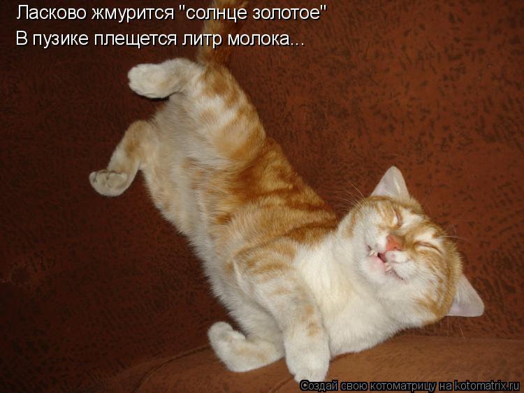 Котоматрица: Ласково жмурится "солнце золотое" Ласково жмурится "солнце золотое" В пузике плещется литр молока...
