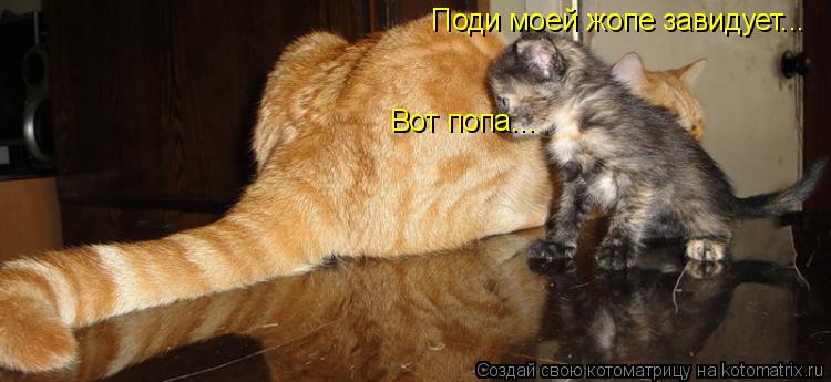 Котоматрица: Вот попа...  Поди моей жопе завидует...