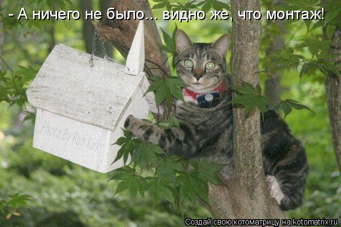Котоматрица: - А ничего не было... видно же, что монтаж!