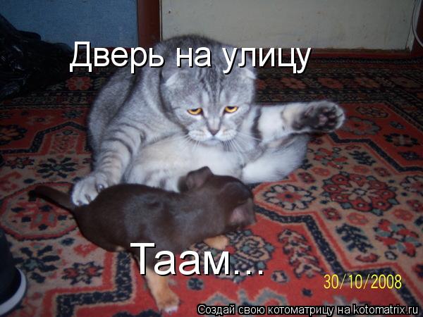 Котоматрица: Дверь на улицу Таам...