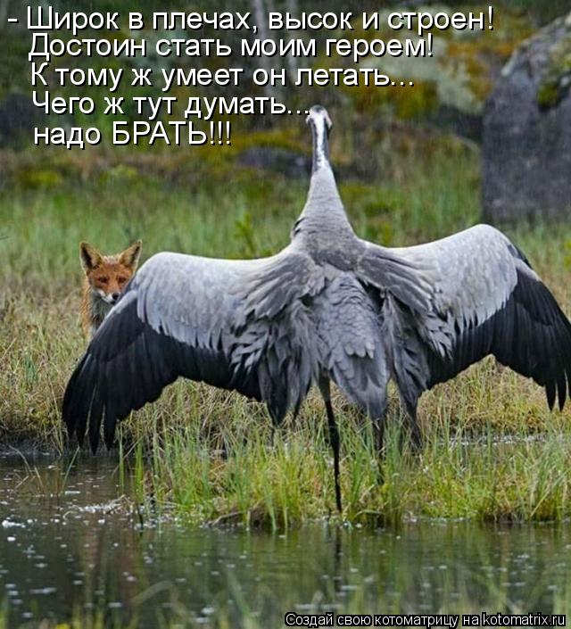Котоматрица: Достоин стать моим героем! - Широк в плечах, высок и строен! К тому ж умеет он летать... Чего ж тут думать... надо БРАТЬ!!!