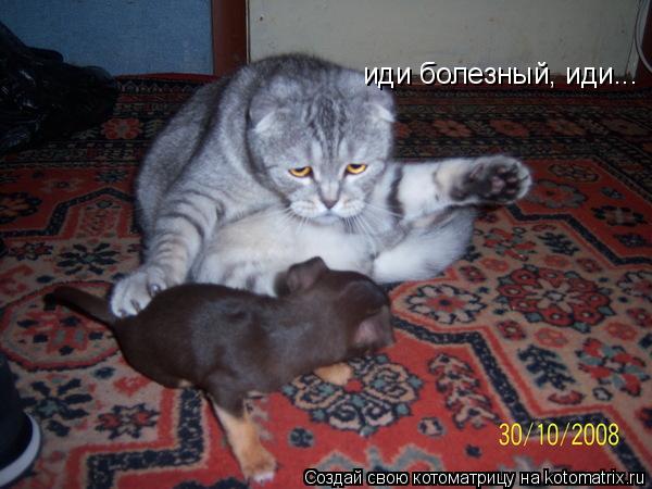 Котоматрица: иди болезный, иди...