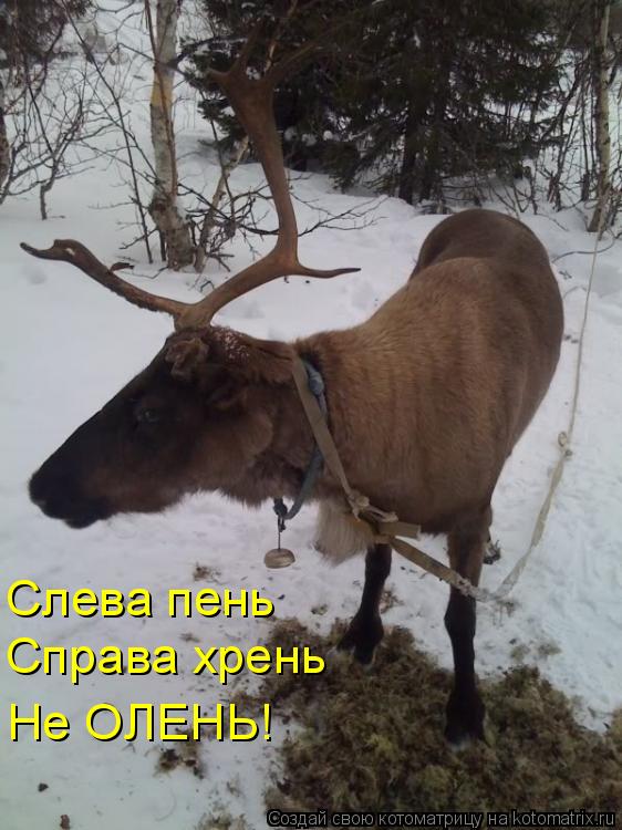 Котоматрица: Слева пень Справа хрень Не ОЛЕНЬ!